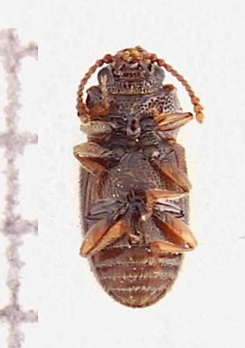 Cryptophagus sp.